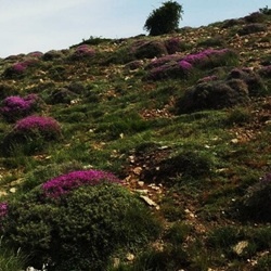 مساحت اراضی مرتعی**1,014,800**هکتار