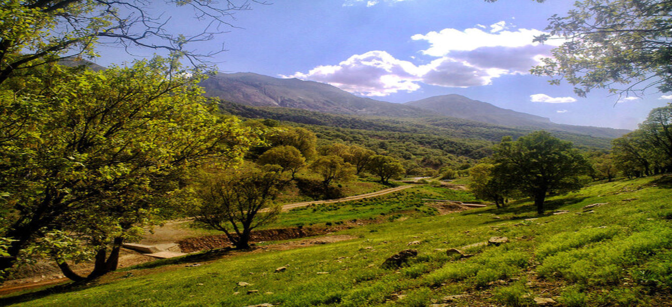 جنگل های استان