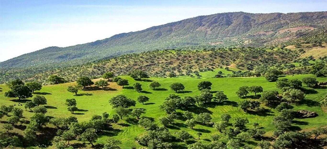جنگل های استان