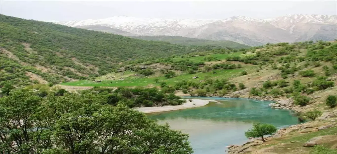 جنگل های استان