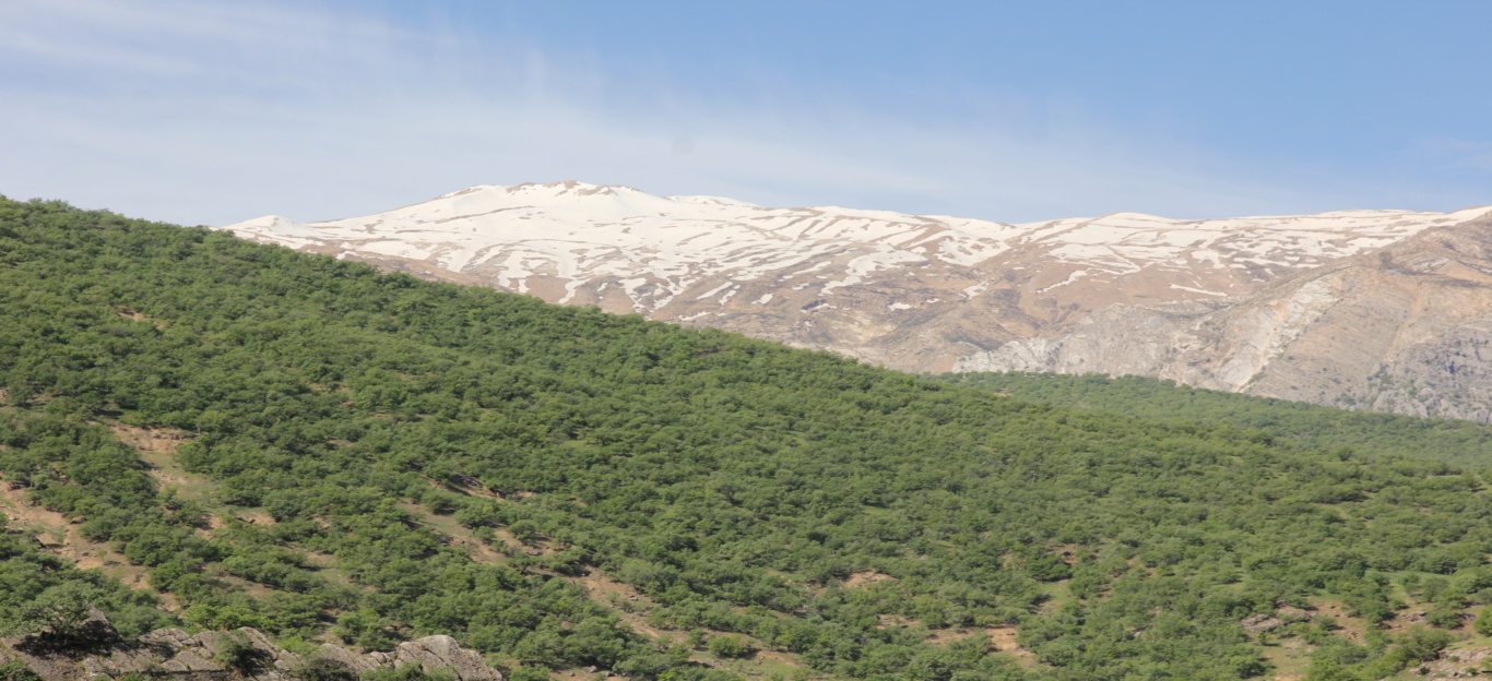 جنگل های استان