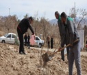 برگزاری پویش ملی درختکاری "سرو ایران"