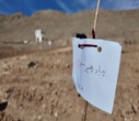 برگزاری پویش ملی درختکاری "سرو ایران"