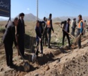 پویش سرو ایران در بروجن
