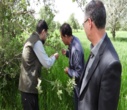 مبارزه و محلول پاشی آفت جوانه خوار جنگل های بلوط شهرستان خانمیرزا و لردگان