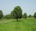 مبارزه و محلول پاشی آفت جوانه خوار جنگل های بلوط شهرستان خانمیرزا و لردگان