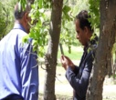 مبارزه و محلول پاشی آفت جوانه خوار جنگل های بلوط شهرستان خانمیرزا و لردگان