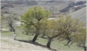 مبارزه با آفت جوانه خوار بلوط در جنگل های استان چهارمحال و بختیاری آغاز شد