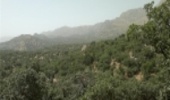 شناسایی 19 ذخیره‌گاه جنگلی در چهارمحال و بختیاری