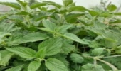 خشکسالی زنگ خطر را برای گونه های گیاهی چهارمحال و بختیاری به صدا درآورد.