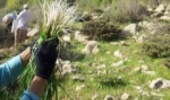 ثروت سبز زاگرس در خطر نابودی.