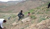 ۴۵ پرونده بوتهکنی محصولات مرتعی در سال گذشته در استان تشکیل شد.