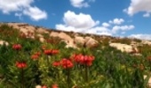 دشت لاله هایی که هر ساله آب می رود.