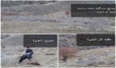  عملیات بیولوژیک و بیومکانیک جنگل در سطح هزار و ۴۰۰ هکتار از سطح استان در حال انجام است