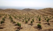 کاشت 70 هزار اصله نهال درچهارمحال و بختیاری