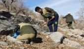 عملیات احیای رویشگاه کلوس در شهرستان لردگان