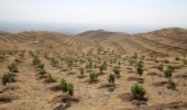 طرح نهضت سبز در چهارمحال و بختیاری اجرا می شود