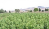 17 گونه جنگلی در نهالستان های چهارمحال و بختیاری تولید می شود