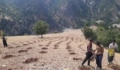 تهیه بیش از 19 تن بذور گیاهان مرتعی و دارویی در راستای اصلاح و احیای مراتع چهارمحال و بختیاری