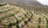  اختصاص یکهزار و ۲۰۰ هکتار از عرصه‌های منابع‌طبیعی به جنگل کاری و بذرکاری
