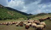 ابطال 170 پروانه چرای دام در چهارمحال و بختیاری