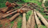 متخلفان قطع ۴۶۶ اصله درخت در چهارمحال و بختیاری شناسایی و دستگیر شدند