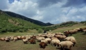 ورود هرگونه دام به مراتع تا ۲۵ اردیبهشت ممنوع است