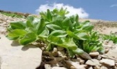  صدور مجوز برداشت گیاهان دارویی، صنعتی و خوراکی مرتعی ممنوع شد