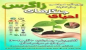 پویش مردمی بذرکاری برای احیای جنگل‌های زاگرس در چهارمحال و بختیاری اجرا می‌شود