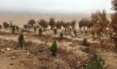 ۱۰۰هزار اصله نهال در چهارمحال و بختیاری کشت می شود.
