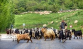 ورود دام به مراتع استان تا ۲۵ اردیبهشت ممنوع است