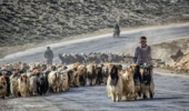  اعلام تقویم کوچ عشایر به مراتع چهارمحال و بختیاری