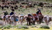 ممنوعیت ورود دام به مراتع چهارمحال و بختیاری تا اواخر اردیبهشت