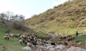  جریمه ۷۰۲ هزار تومانی برای ورود زودتر از تقویم کوچ دام به مراتع