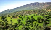  وجود ۳۹ ذخیره‌گاه جنگلی در چهارمحال و بختیاری