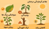 علائم گرمازدگی در درختان