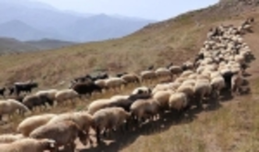 تغییر زمان ورود دام به مراتع استان به ۱۰ اردیبهشت‌ماه