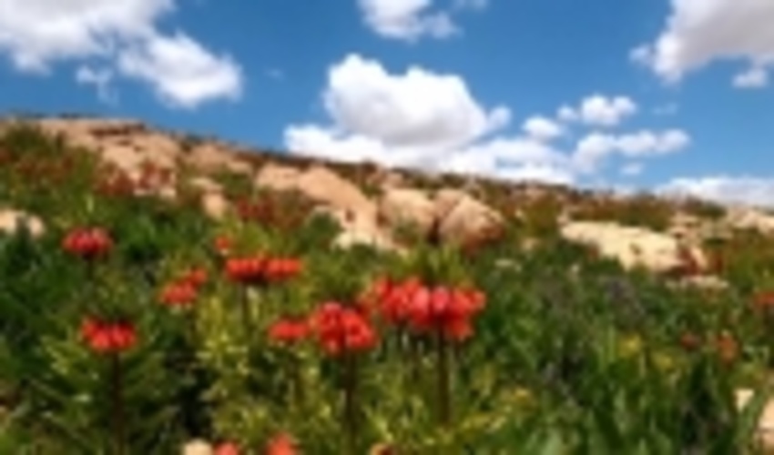 دشت لاله هایی که هر ساله آب می رود.