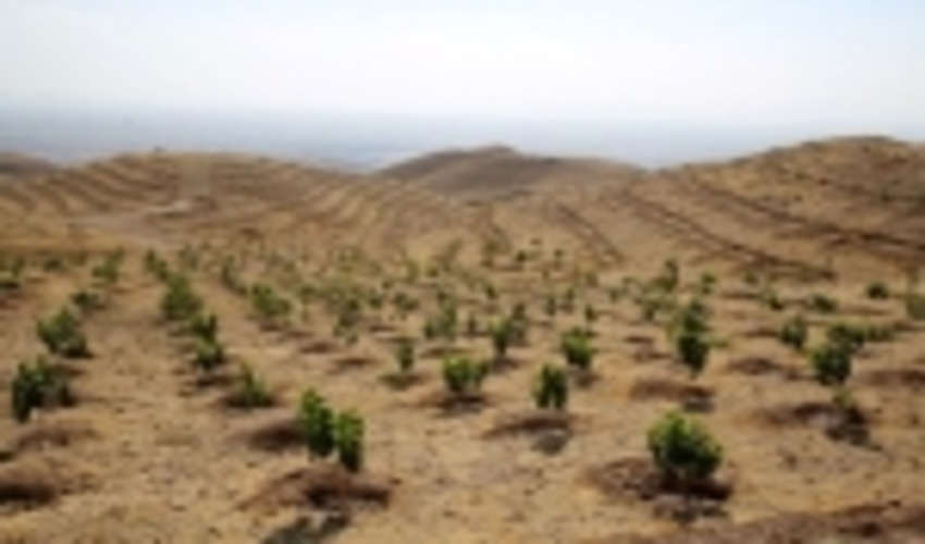 کاشت 70 هزار اصله نهال درچهارمحال و بختیاری