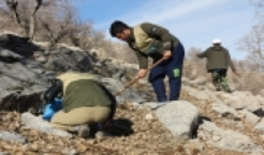 عملیات احیای رویشگاه کلوس در شهرستان لردگان 
