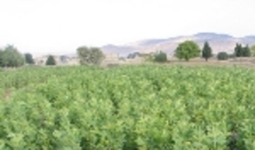17 گونه جنگلی در نهالستان های چهارمحال و بختیاری تولید می شود