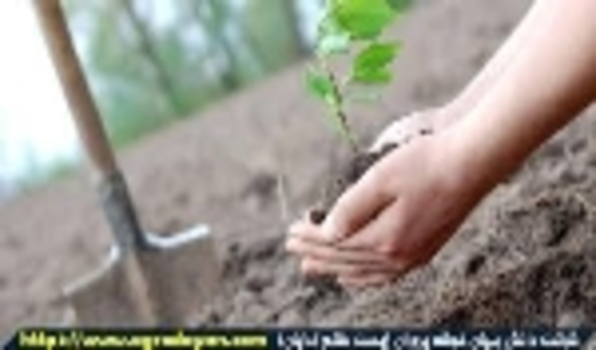 ۱۴۰ هزار اصله نهال در استان کاشته می‌شود.