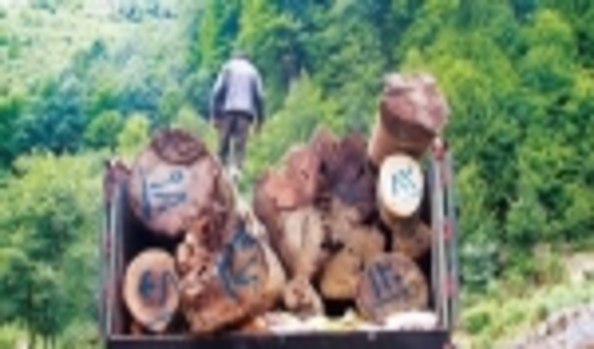 کشف 25 تن چوب قاچاق در شهرستان لردگان