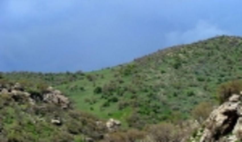 بوته کنی گیاهان مرتعی ممنوع است