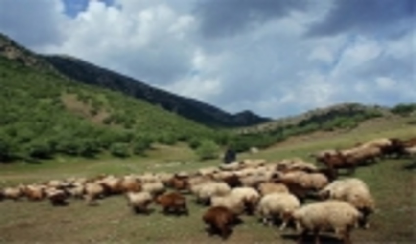 ابطال 170 پروانه چرای دام در چهارمحال و بختیاری