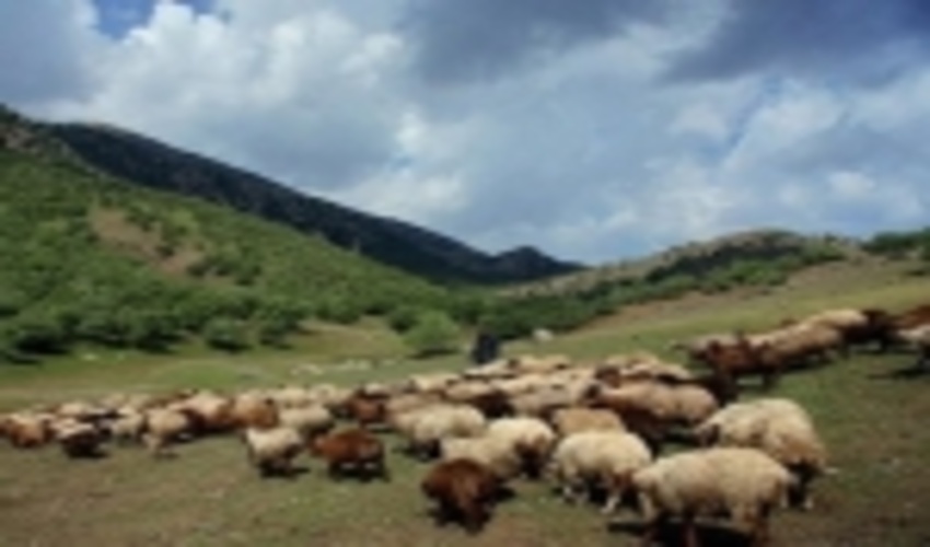 ورود هرگونه دام به مراتع تا ۲۵ اردیبهشت ممنوع است