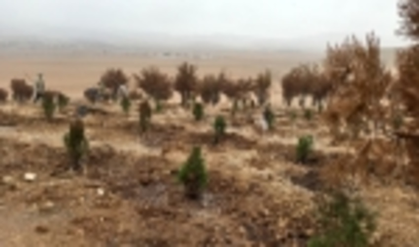 ۱۰۰هزار اصله نهال در چهارمحال و بختیاری کشت می شود.