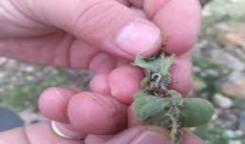 20,000 hectares of Chaharmahal and Bakhtiari forests are affected by oak germination pest