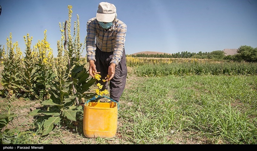 آنغوزه به صورت پایلوت در چهارمحال و بختیاری کشت می‌شود