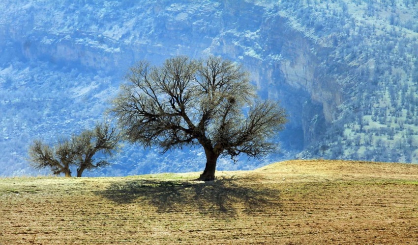 آفت پروانه برگ‌خوار، خطری برای درختان کهنسال زاگرس